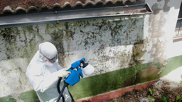 Trusted Basement Mold Remediation service in Bremerton, WA - Cheap Mold Removal